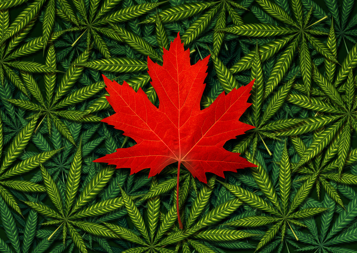 Keeping it clean in Canada: Workplace implications of legalising cannabis
