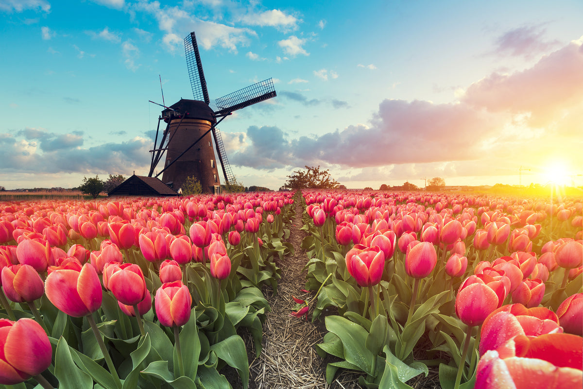 Expat tax changes will make Netherlands "less competitive"