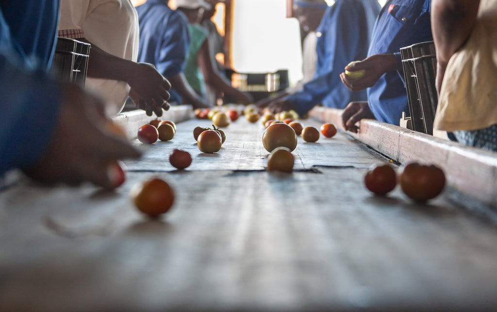 [Africa] Gender job inequalities harming chances of an equal society - farms workers sort tomatoes, IMF study and female labour force participation