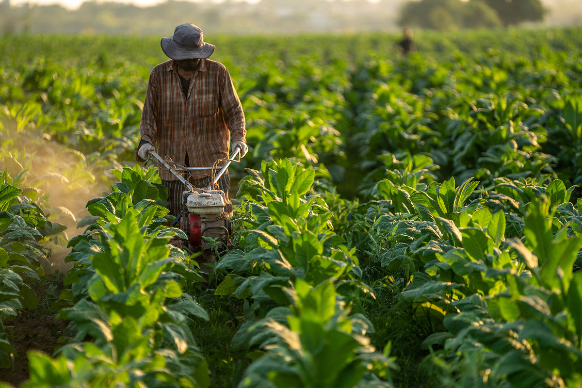 [Malawi] Government commitment to ‘decent work’ in tobacco sector