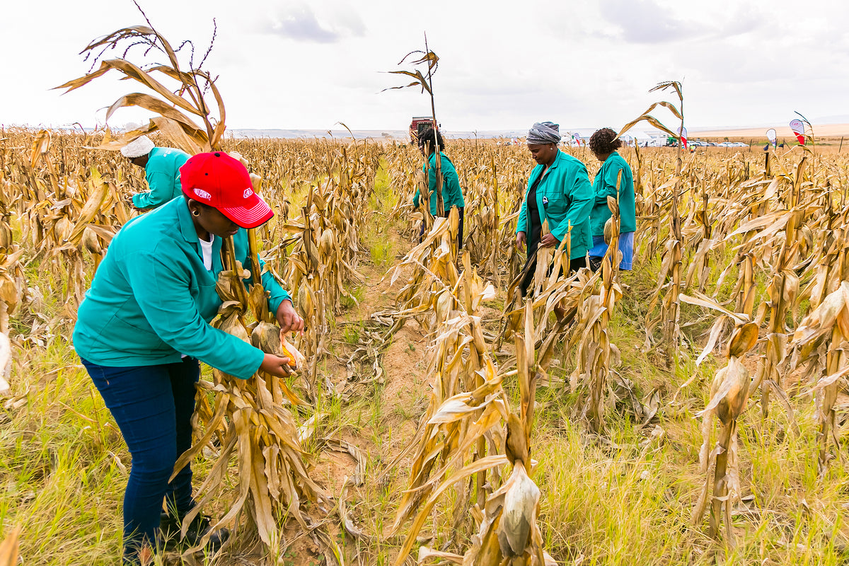 [South Africa] Call for labour law compliance in agriculture sector