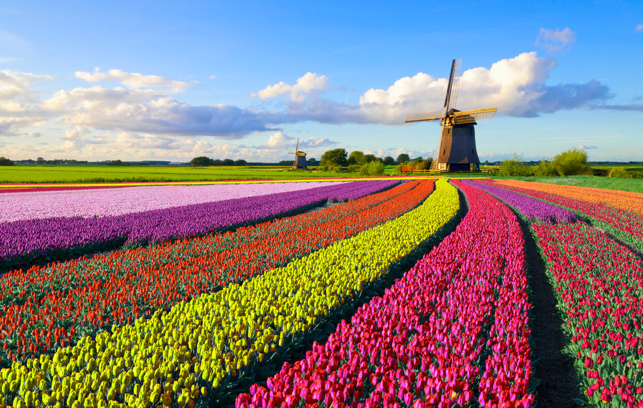 Overview of Payroll in Netherlands